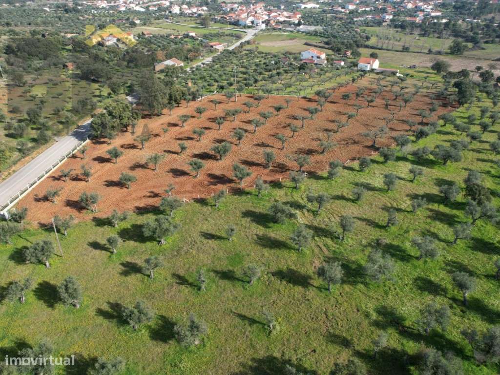 Terreno rústico com 1.34ha em Freixial do Campo - Grande imagem: 3/4