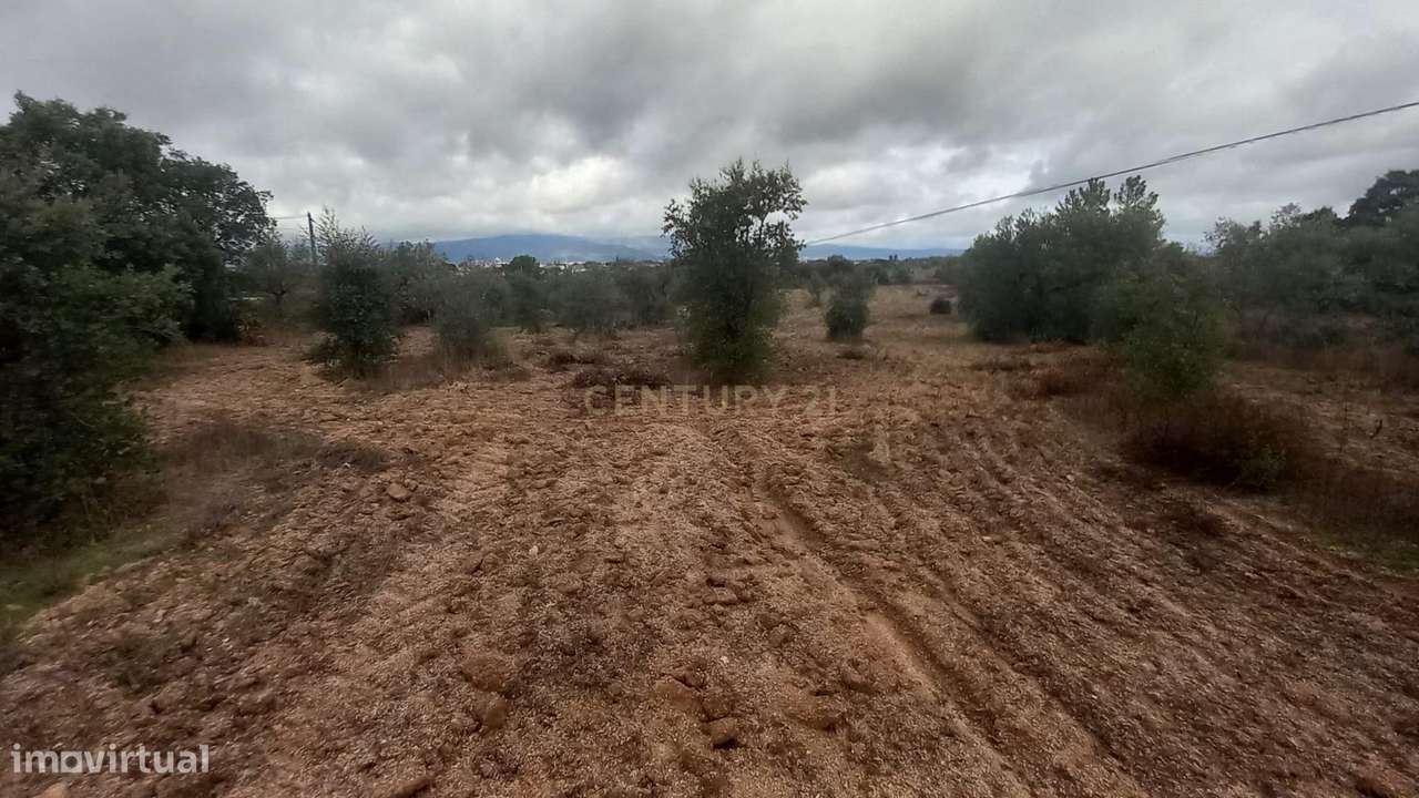 Terreno rustico 4500 m2 Lardosa - Grande imagem: 4/10