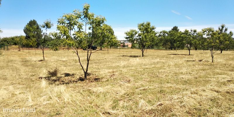 Vende-se terreno de 1 hectare em Carrazeda de Ansiães