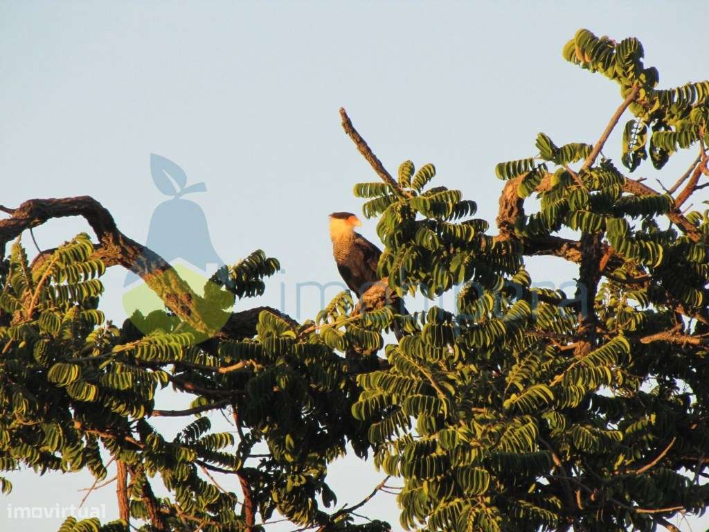 Terreno plano em zona rural, em Algoz, para agricultura e afins.-8