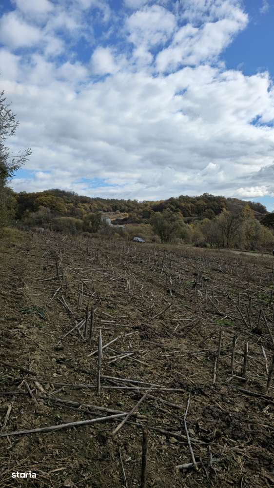 Teren intravilan în Mediaș, lângă Heleșteu-3