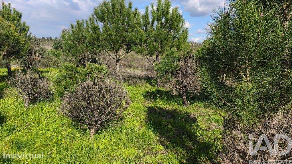 Terreno Agrícola em Seixo da Beira - Grande imagem: 2/22