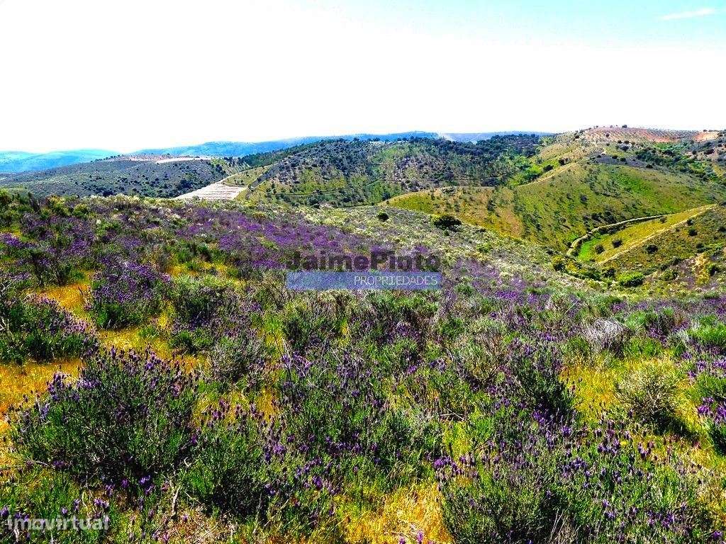 78.000m2 Terreno para Plantações e para construção Casa de Campo. P... - Grande imagem: 4/9