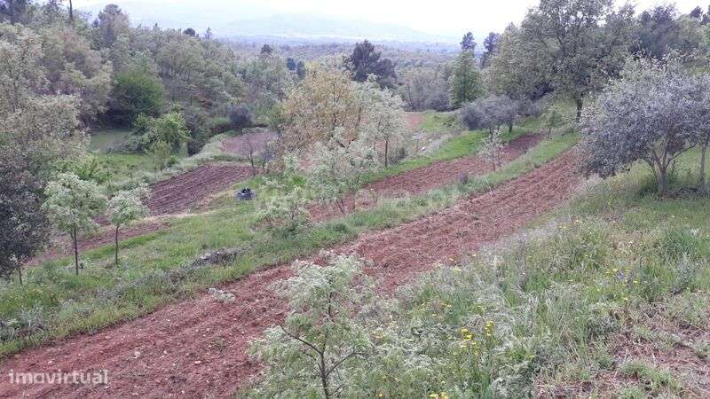 Quinta / Fundão, Pêro Viseu - Grande imagem: 4/16