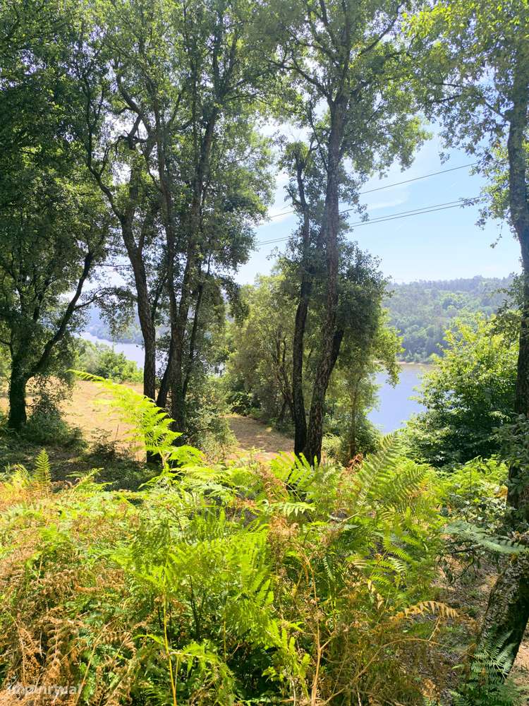 Quinta com 19000 m2 nas margens do Douro-21