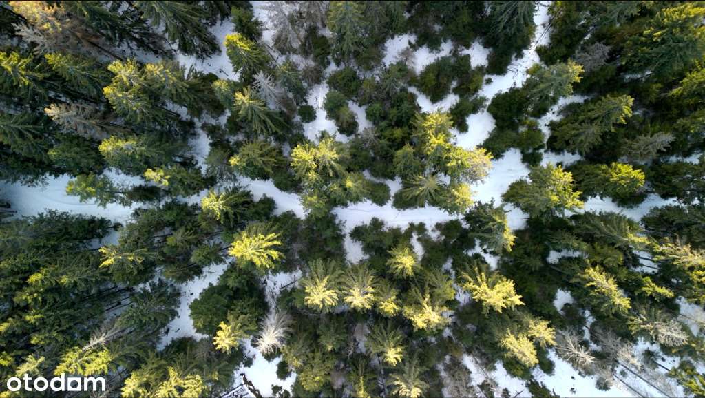 Gubałówka -Tu może być Twój kawałek lasu-5