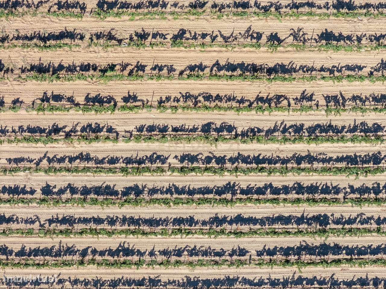 Herdade Vitivinícola de Excelência no Coração do Algarve - Grande imagem: 5/60
