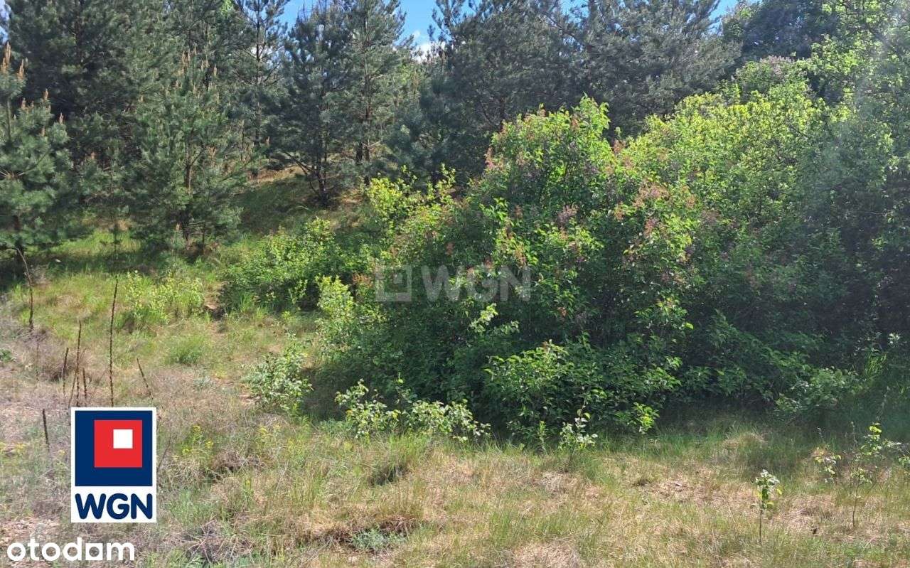 W pobliżu doliny Drwęcy - Pełny obrazek: 4/13