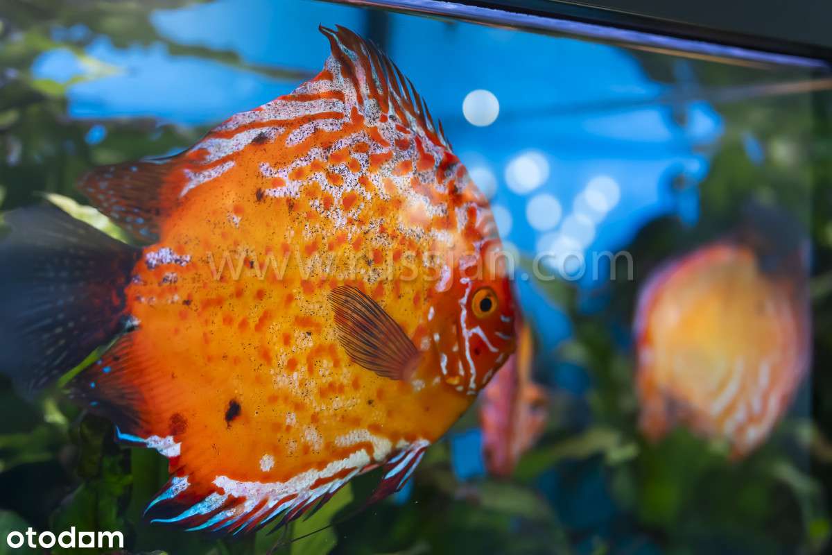 Ekskluzywny Apartament w Inwestycji Nadmorze - Pełny obrazek: 4/20