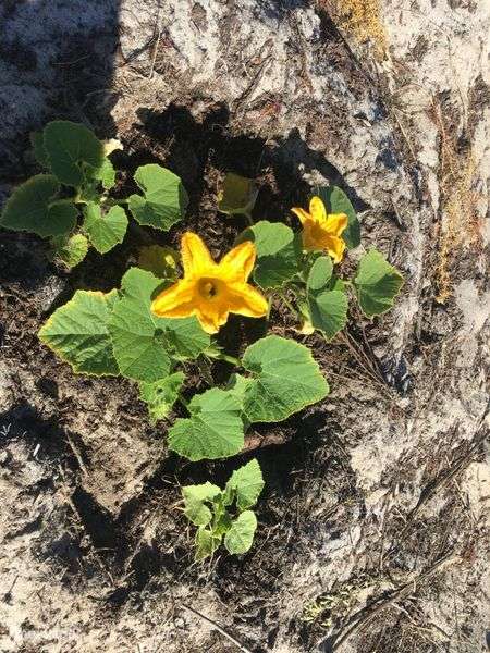 Terreno agricola 6Ha - Grande imagem: 5/9