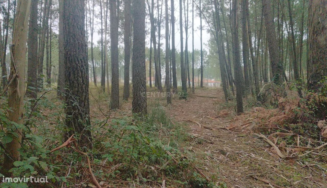 Terreno Rustico com pinheiros - Maceira.