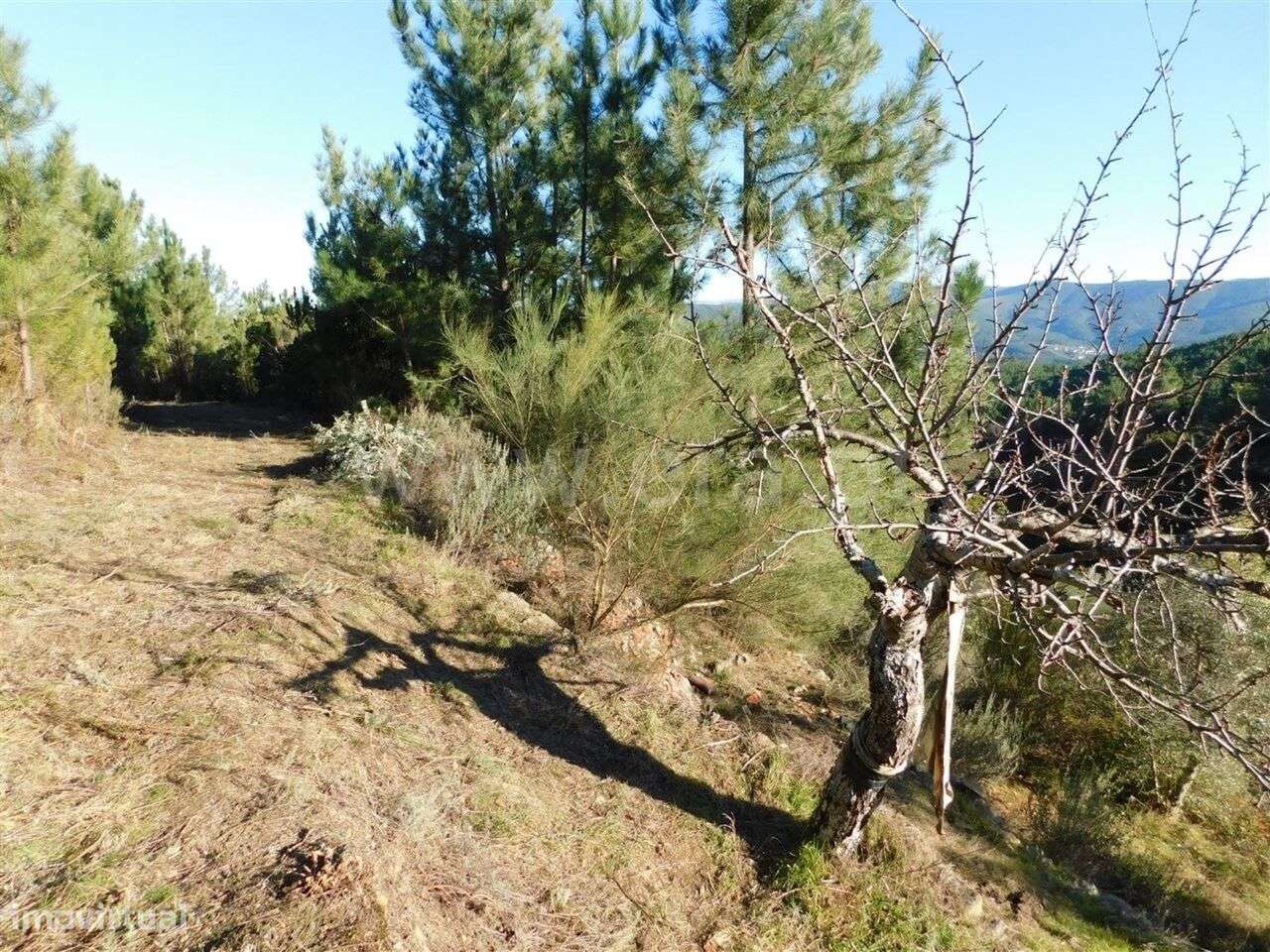 Terreno / Covilhã, Aldeia de São Francisco de Assis - Grande imagem: 3/7