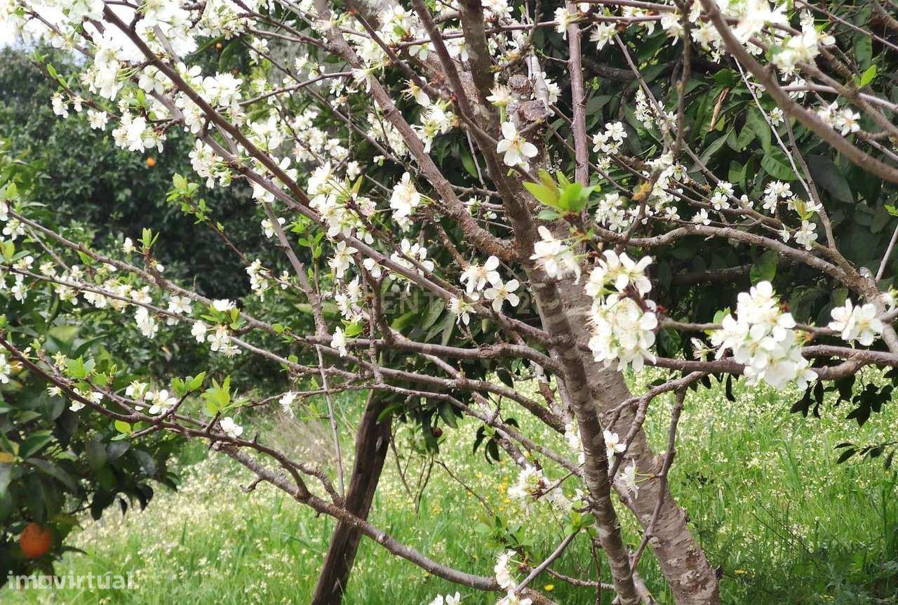 Terreno com casinha e vista para o rio Douro, em S. Tomé de Covelas, B - Grande imagem: 5/60