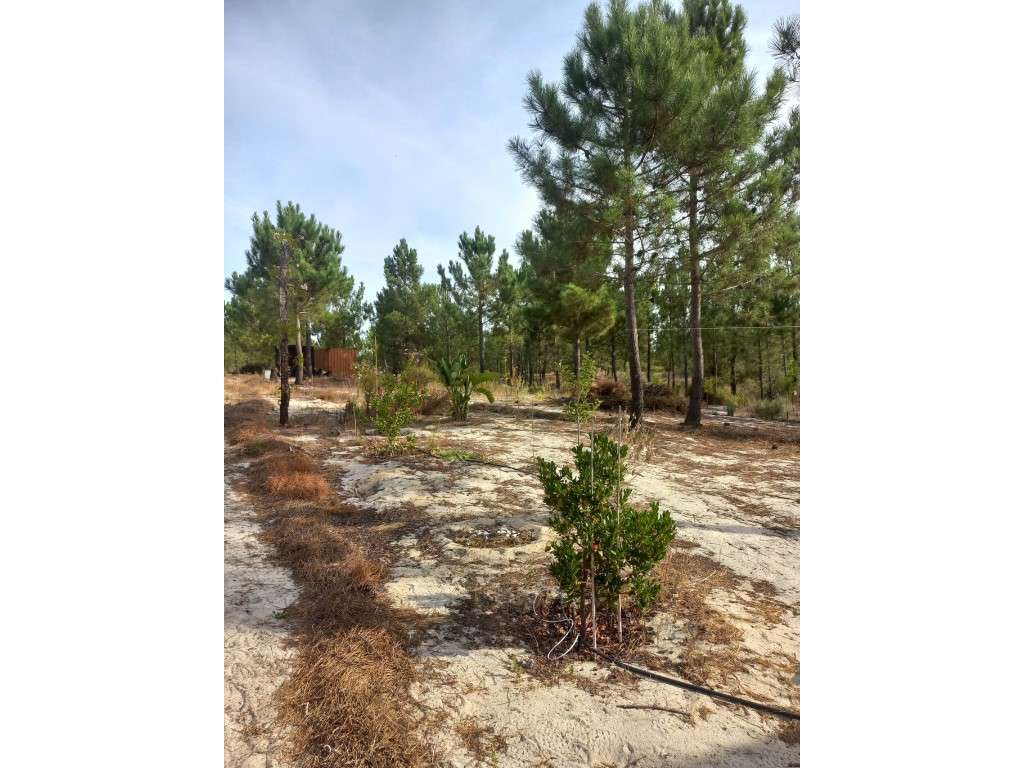 Terreno - Freguesia da Comporta-5