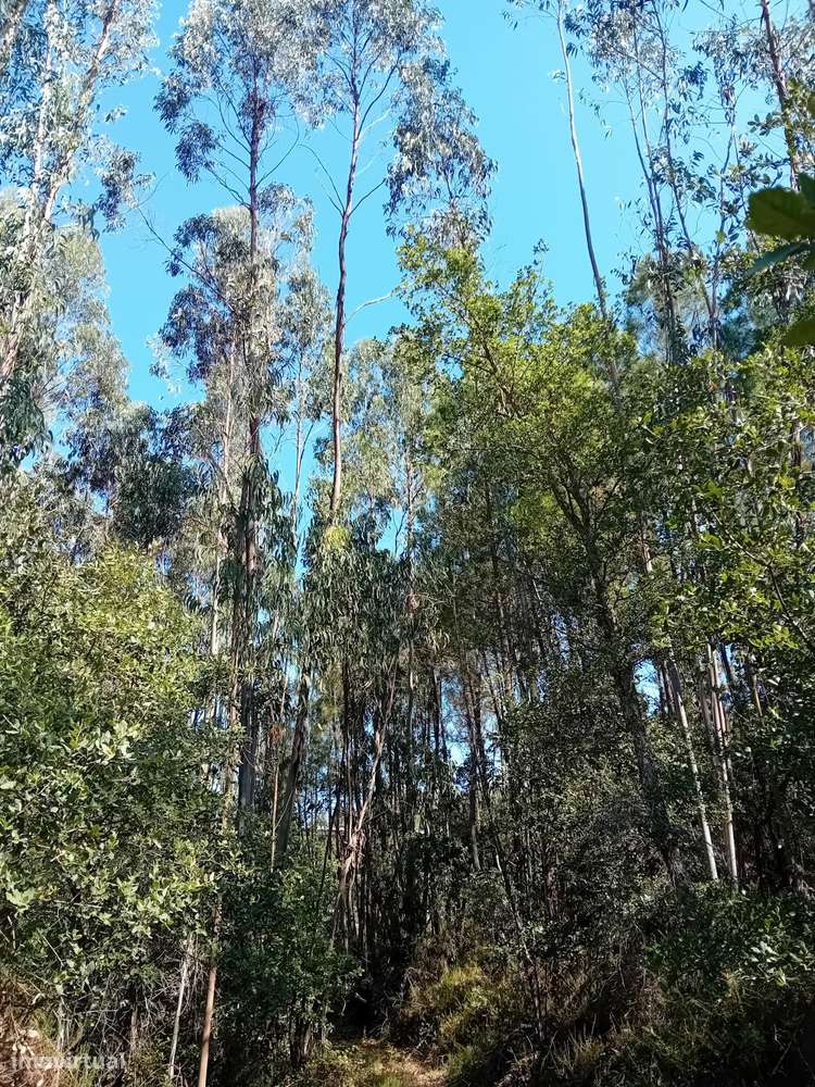 Terreno florestal com eucaliptos e pinheiros, com bons acessos-3