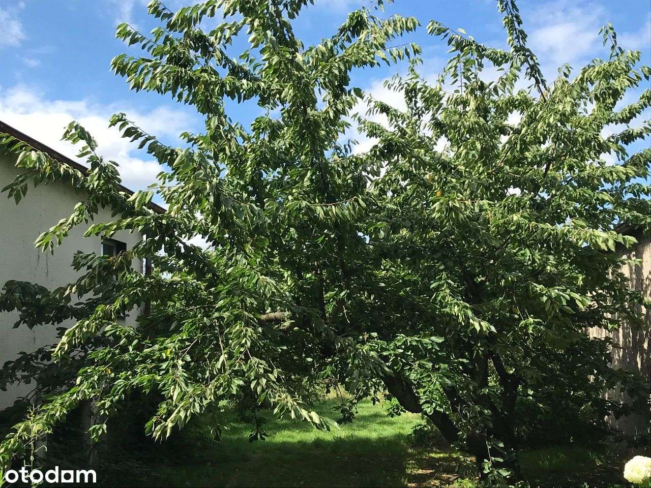 ROKIETNICA | dom do remontu/rozbudowy/rozbiórki-16