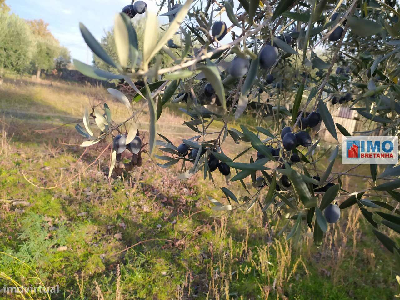 Quinta - Junto ao Fundão - Grande imagem: 2/18