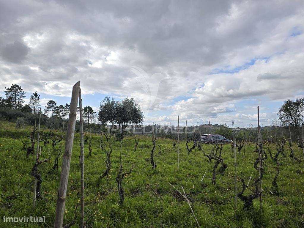Terreno Rústico Vinha Vale Cabras Almalaguês Coimbra - Grande imagem: 4/14