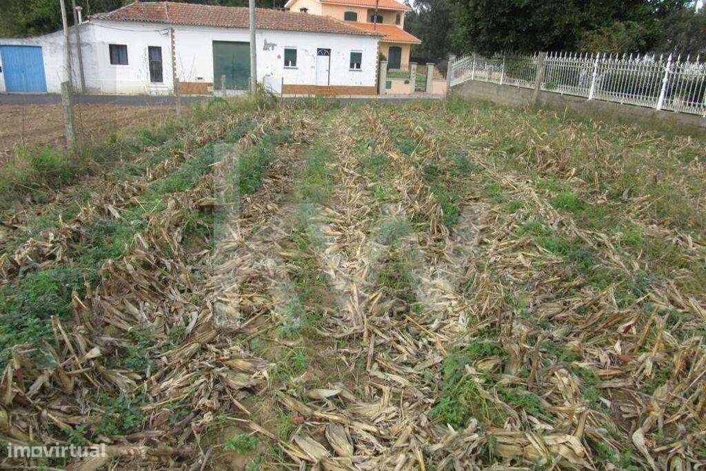 Terreno situado na Quinta do Síndico, no lugar da Costa do Valado - Grande imagem: 5/10