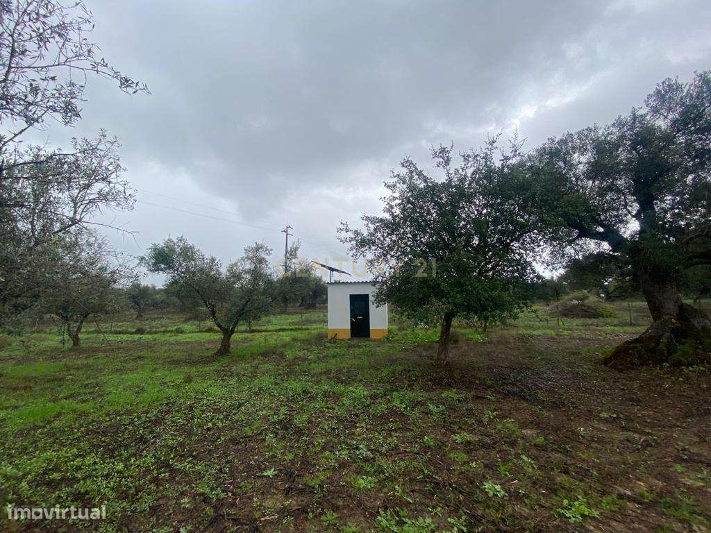 Terreno Rústico com 14.000m² — Oportunidade Agrícola e Turística no To - Grande imagem: 4/19