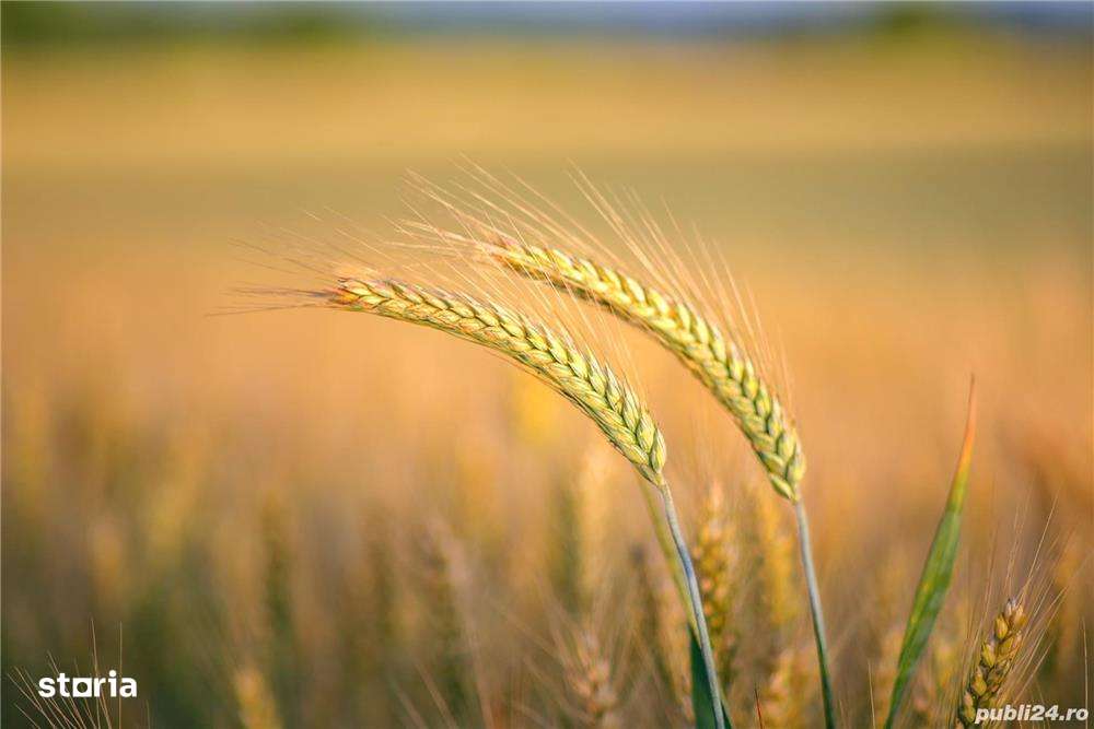 Vand teren arabil Valea Argovei jud. Calarasi - Imagine principală: 1/1