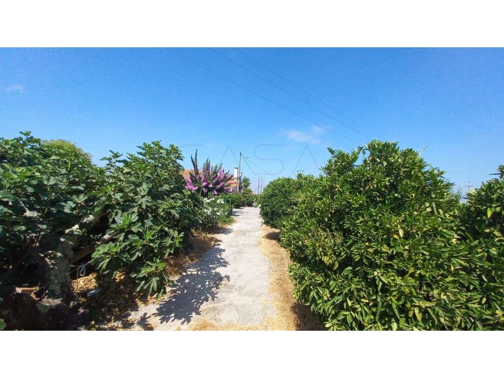 Herdade vinhateira próxima de Setúbal-9