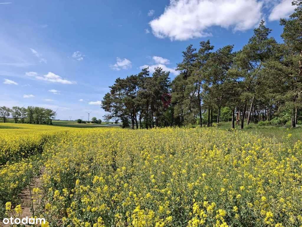 Wyjątkowa działka na wsi z lasem - Pełny obrazek: 4/8