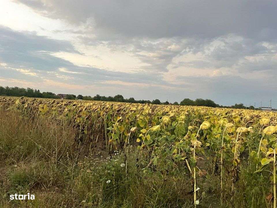 OPORTUNITATE INVESTITIE DASCALU, GAGU LANGA BALTA DE PESTE - Imagine principală: 1/3