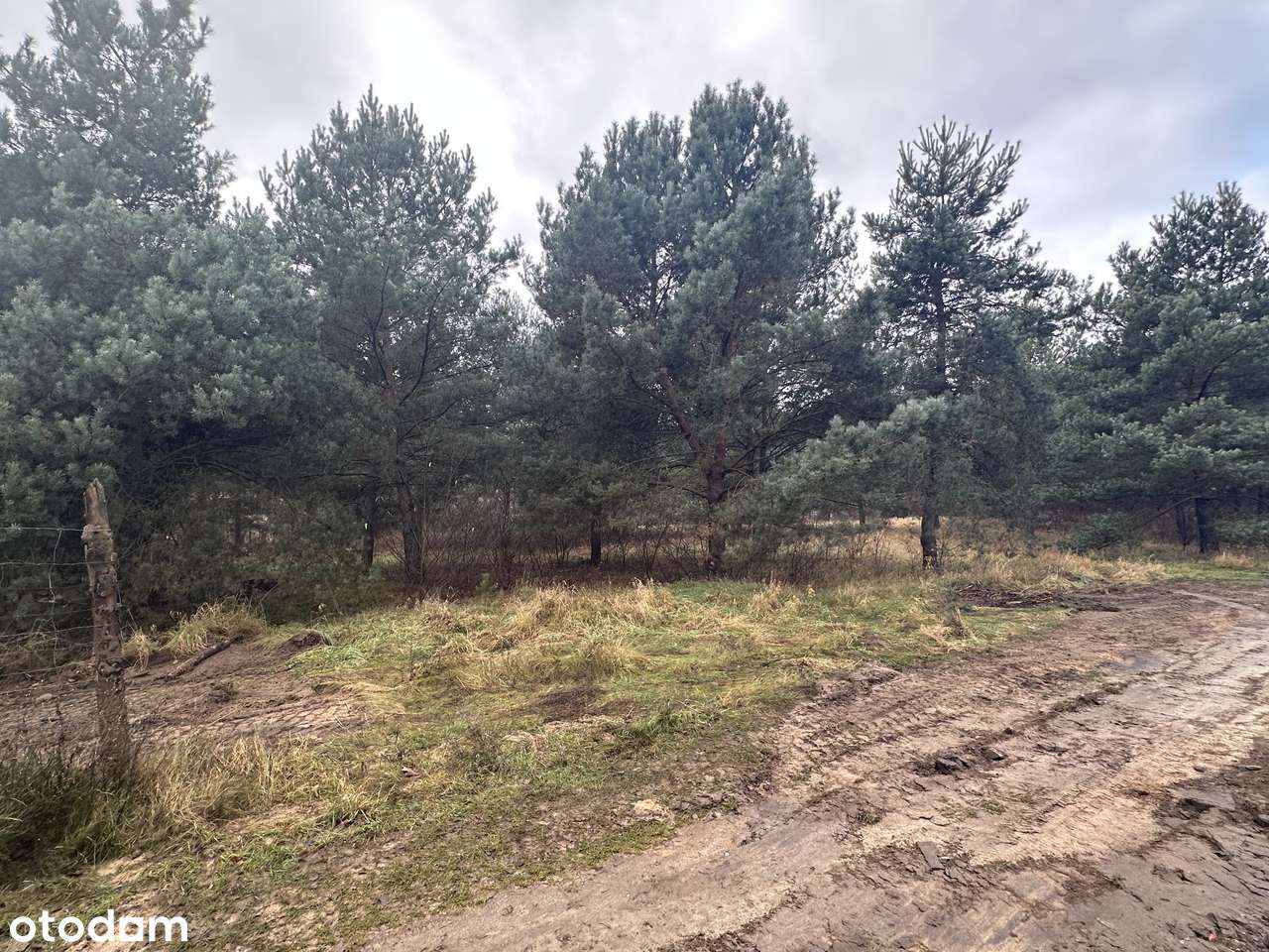 Przepiękna działka w otoczeniu lasów 7 minut drogi od Słubic - Pełny obrazek: 4/7