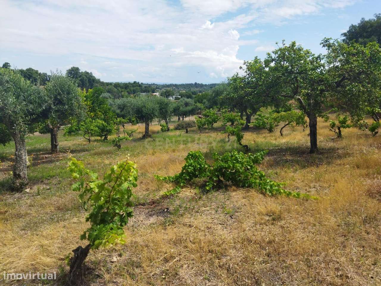 Terreno rústico | Lousa CTB, Castelo Branco-15