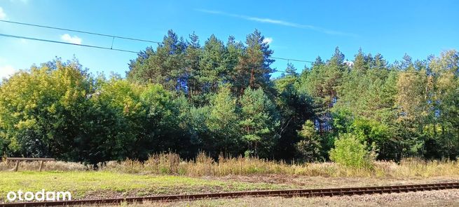 Działka Leśna Sosnowiec, Maczki