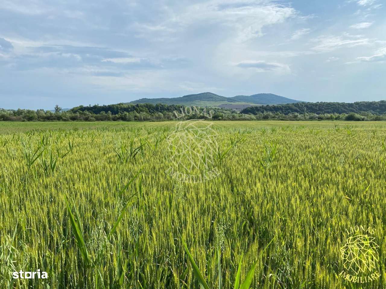 Teren -4.300 mp - Arabil - Chintelnic - Imagine principală: 5/7