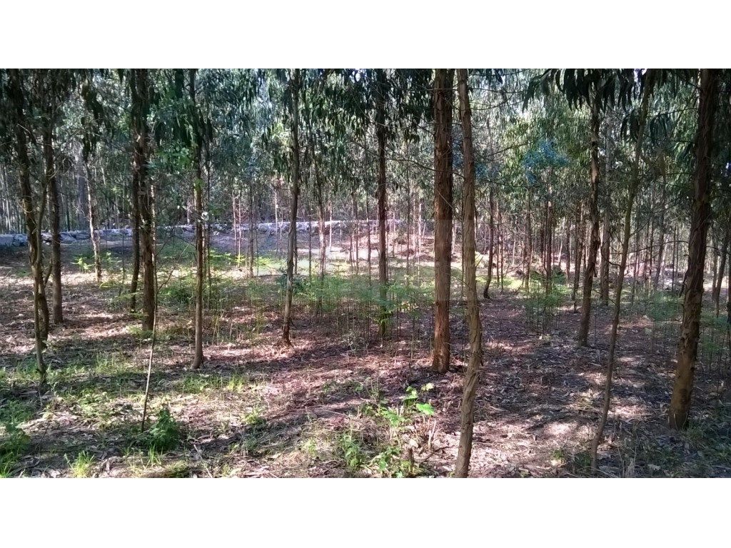 Terreno com plantação de eucaliptos, bom investimento!