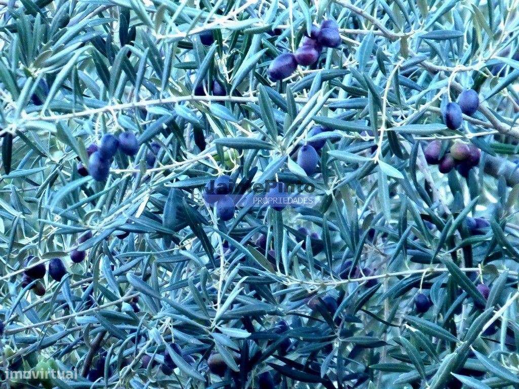 2 100 000 m² OLIVAL. Portugal, Norte, Vila Real. - Grande imagem: 2/6