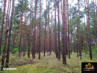 Działka leśna 1,4 ha Staromieście gm. Lelów