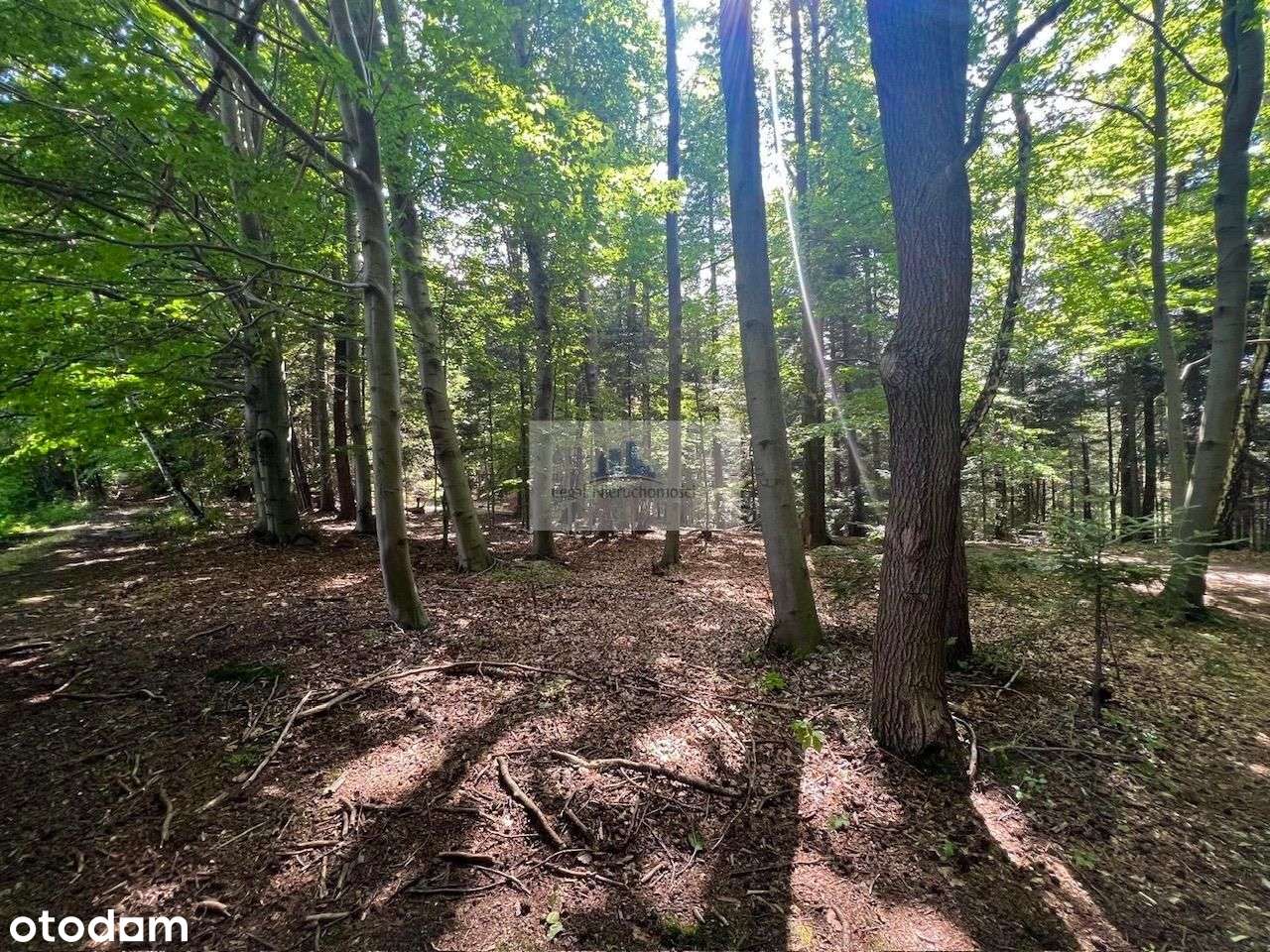 Działka leśna na Zarabiu - Pełny obrazek: 4/6