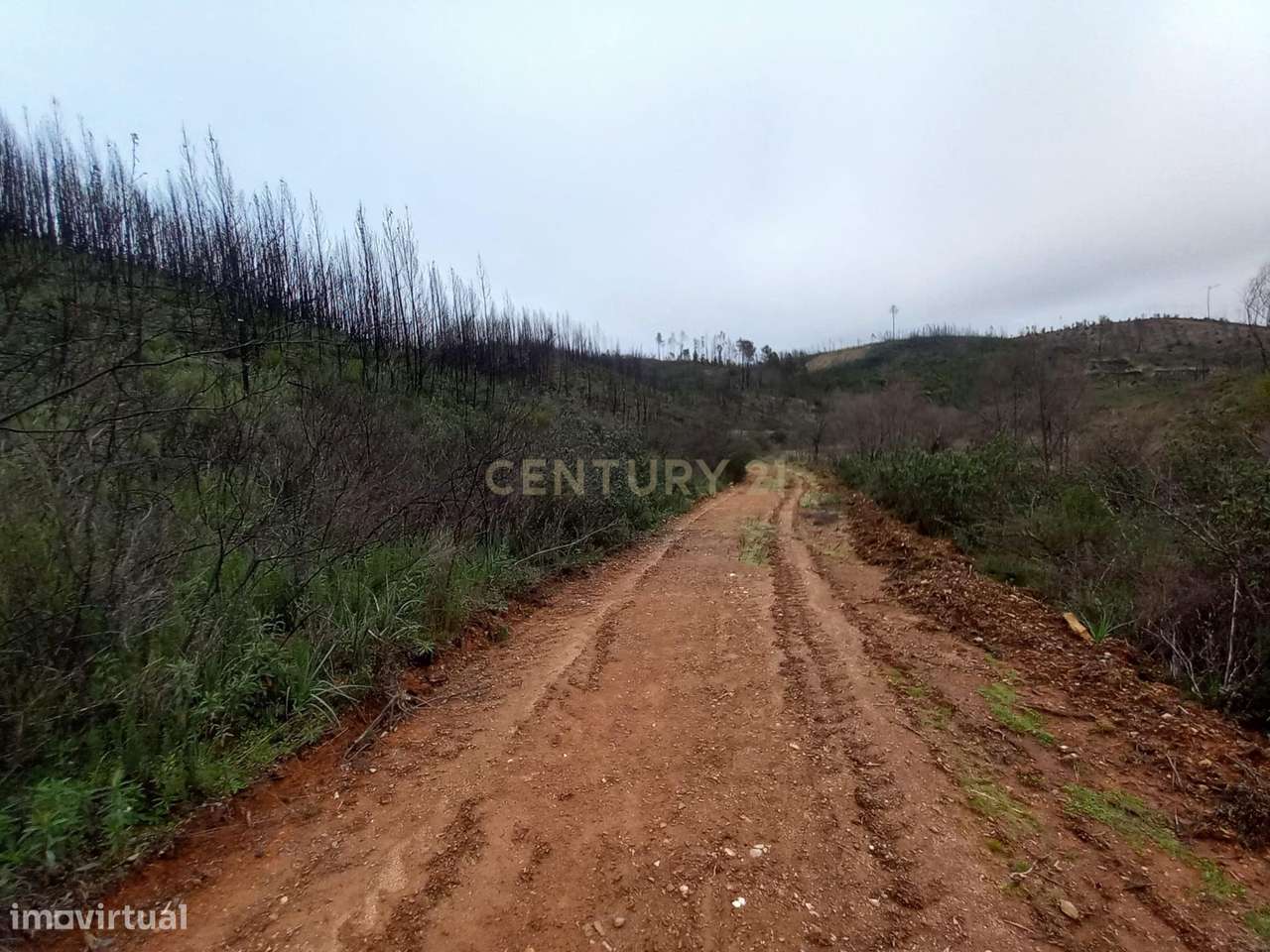 Terreno Rustico com 10000m2 Sobrainho da Ribeira - Grande imagem: 2/12