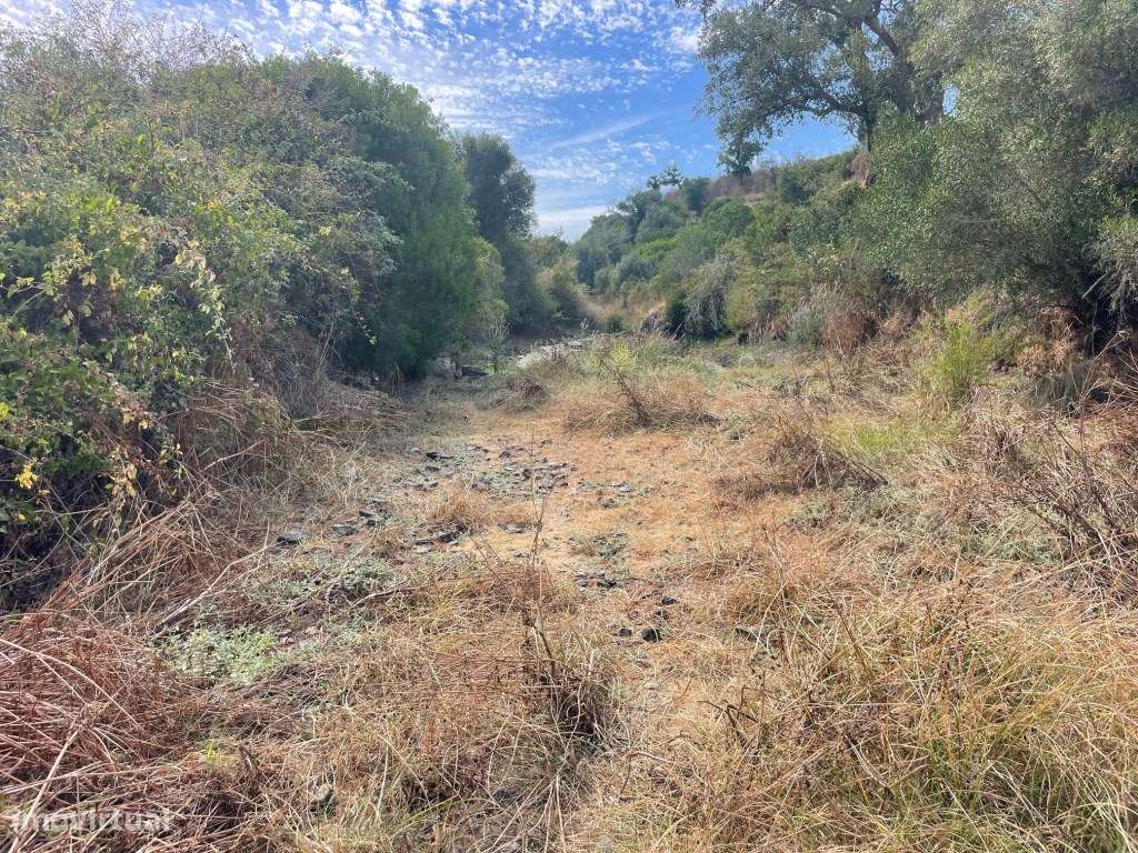 HERDADE COM 100 HECTARES E BASTANTE ARBORIZAÇÃO-19