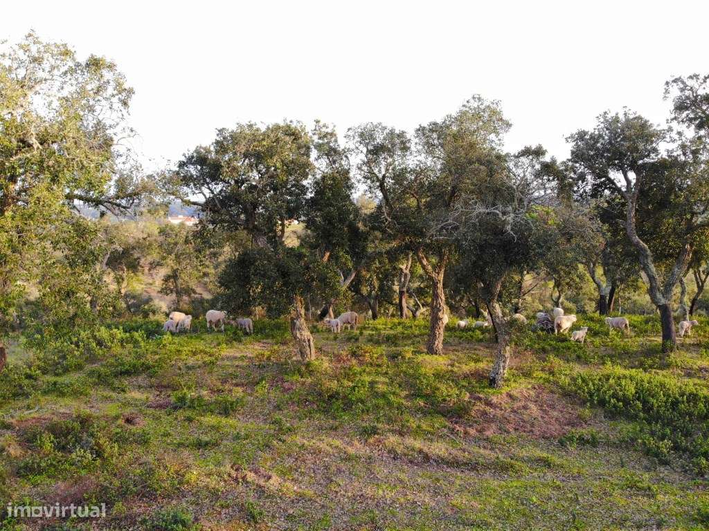 Terreno com 2,15 Hectares com Ruina na Serra de Grândola / Melides-8