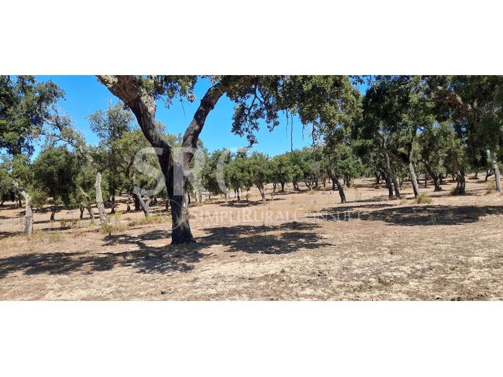 Herdade Mista Vendas Novas - Grande imagem: 5/6