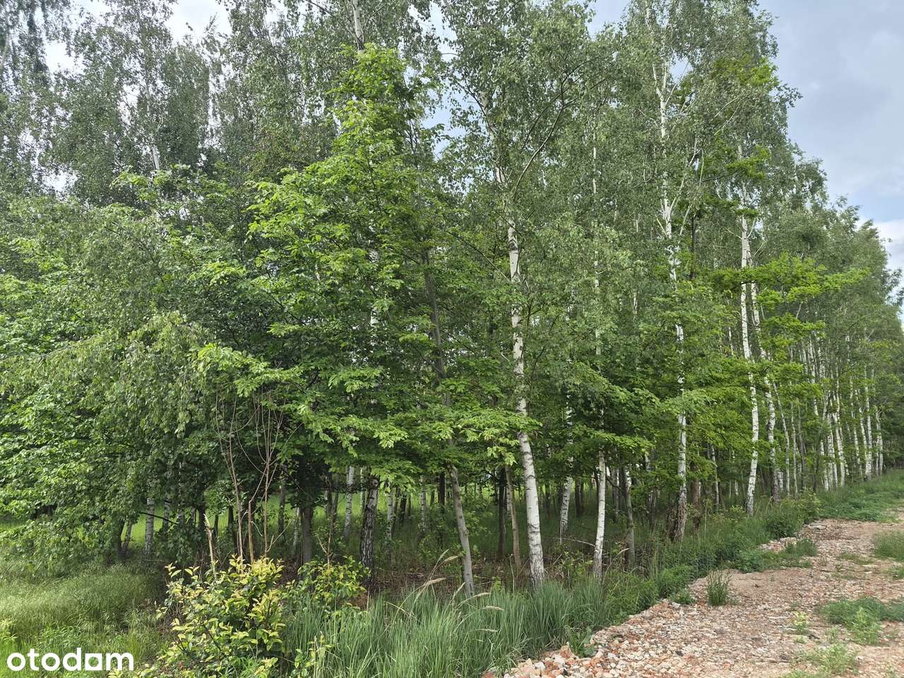 Działka z dużym potencjałem, MPZP gm. Kampinos-5
