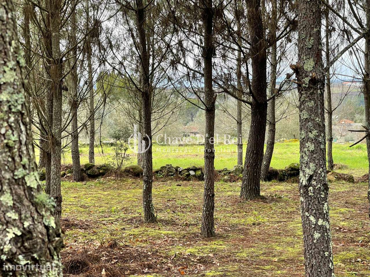 Terreno Misto  Venda em Espinho,Mangualde - Grande imagem: 5/15
