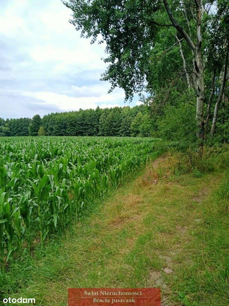 Działka rolna w Dębinie. - Pełny obrazek: 4/5