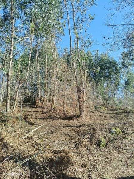 Terreno com uma área de 8180 m2.

Área de  produção Agrícola. - Grande imagem: 5/7