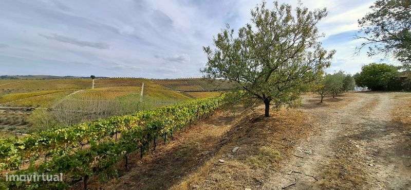 Terreno com vinha - Favaios / Douro - Grande imagem: 4/10