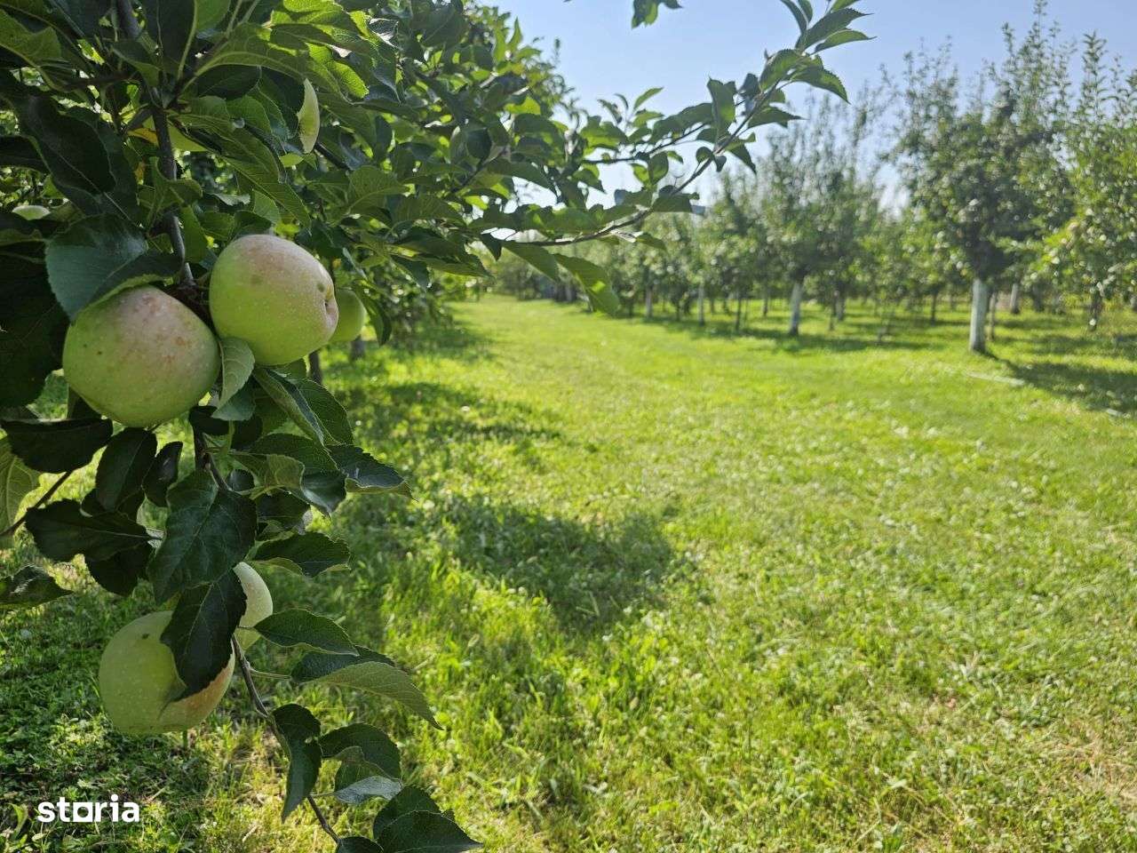 Comision 0%!! Teren intravilan Alios 3000 mp - livada / utilitati ! - Imagine principală: 3/8