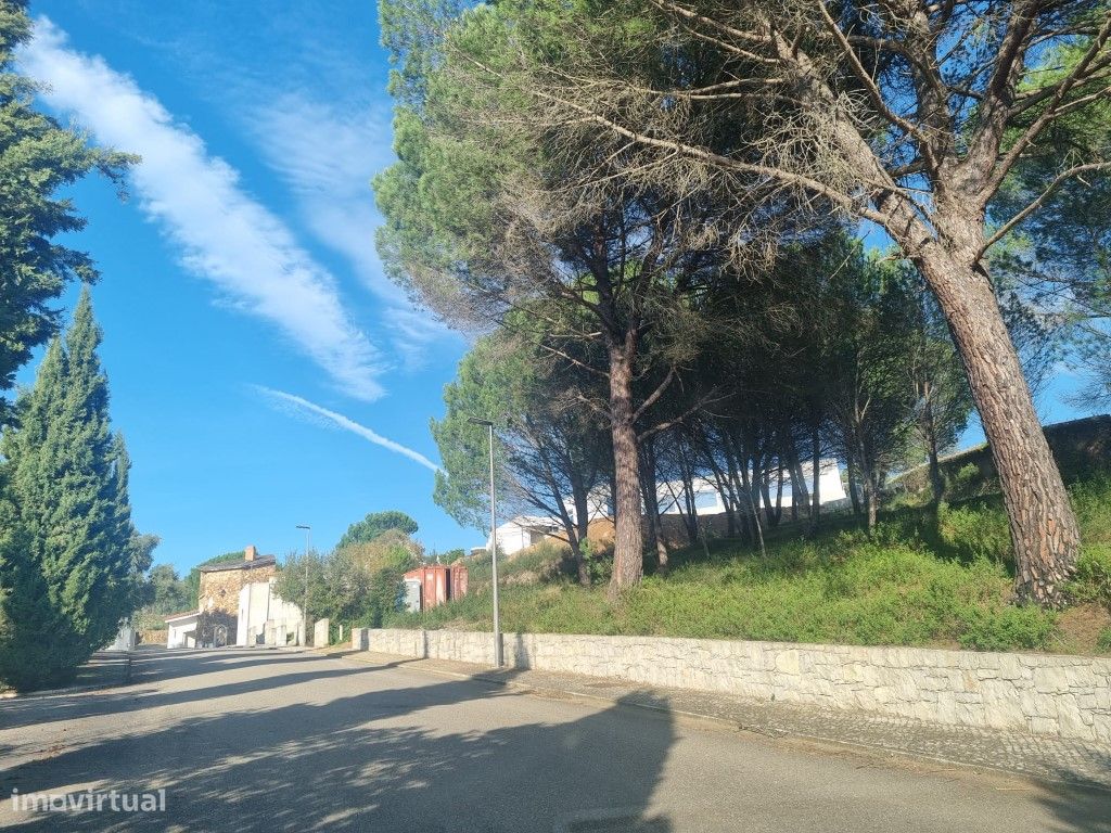 Pinhal em Constância junto a zona urbanizada