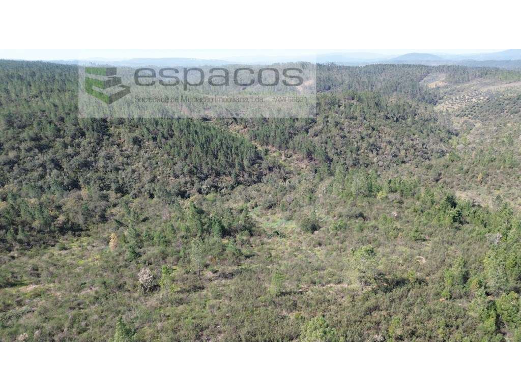 Terreno com azinheiras e pinhal - Salgueiro do Campo - Grande imagem: 4/7