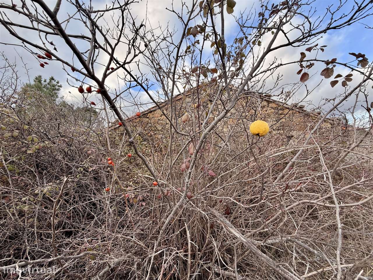Quinta T0 Venda em Sarzedas,Castelo Branco-10