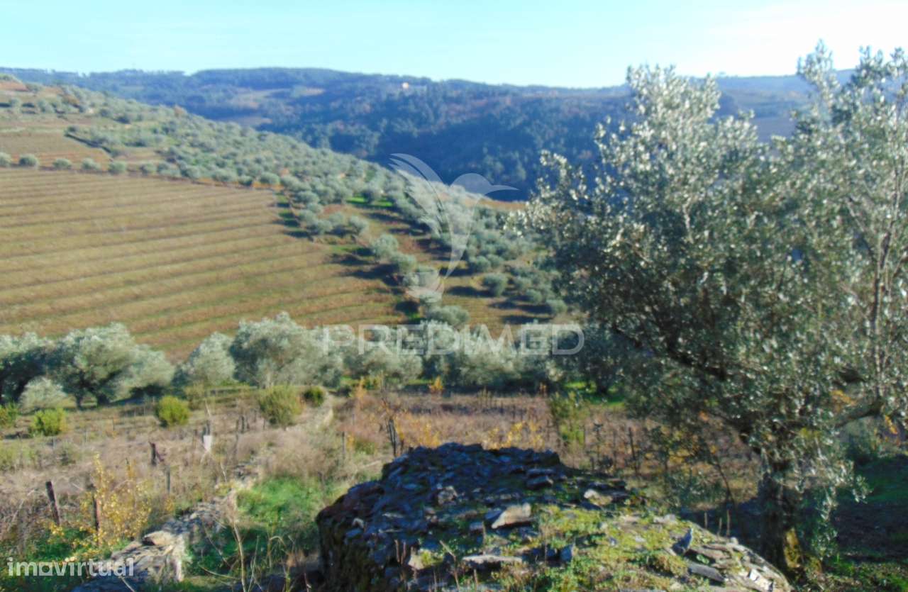 Terreno / Olival em Abaças - Vila Real - Grande imagem: 2/18